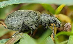 Attēlu rezultāti vaicājumam “Phyllobius”