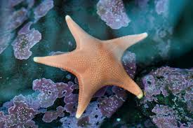 Attēlu rezultāti vaicājumam “Xylita laevigata”