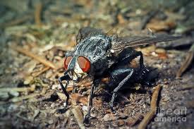 Attēlu rezultāti vaicājumam “Sarcophaga carnaria”