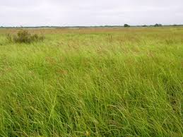 Attēlu rezultāti vaicājumam “Calamagrostis purpurea”
