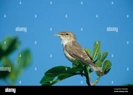 Image result for Hippolais pallida