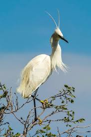 Attēlu rezultāti vaicājumam “Egretta garzetta”