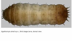 Attēlu rezultāti vaicājumam “Agathomyia wankowiczii”