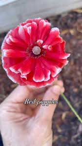 Attēlu rezultāti vaicājumam “Papaver rhoeas flower”