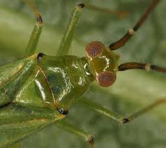 Attēlu rezultāti vaicājumam “Blepharidopterus angulatus”