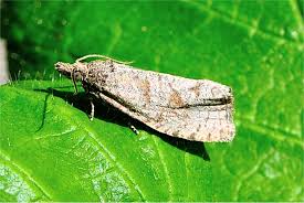 Attēlu rezultāti vaicājumam “Epiblema grandaevana”