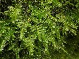 Attēlu rezultāti vaicājumam “Homalia trichomanoides”