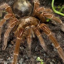 Image result for spider