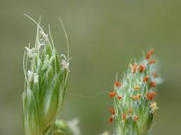 Attēlu rezultāti vaicājumam “Alopecurus aequalis flower”
