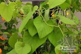 Attēlu rezultāti vaicājumam “Aristolochia durior”