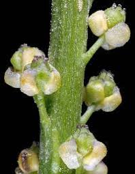 Attēlu rezultāti vaicājumam “Triglochin maritimum flower”