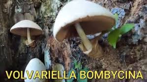 Attēlu rezultāti vaicājumam “Volvariella bombycina”