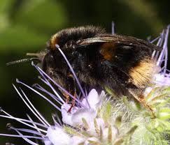 Attēlu rezultāti vaicājumam “Bombus terrestris”