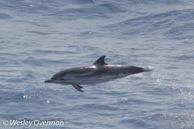 Image result for Stenella coeruleoalba