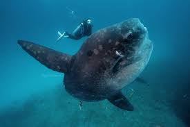 Image result for Mola mola