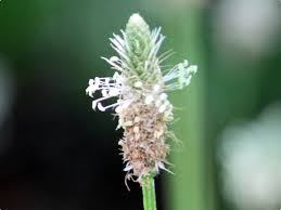 Attēlu rezultāti vaicājumam “Plantago lanceolata flower”
