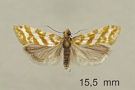 Attēlu rezultāti vaicājumam “Aethes margaritana”