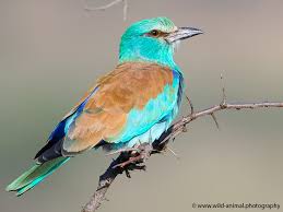 Attēlu rezultāti vaicājumam “Coracias garrulus adult”