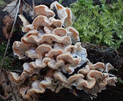 Attēlu rezultāti vaicājumam “Skeletocutis amorpha”