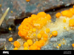 Attēlu rezultāti vaicājumam “Byssonectria fusispora”