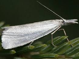 Attēlu rezultāti vaicājumam “Crambus hamella”