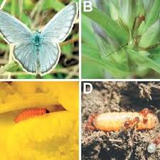 Attēlu rezultāti vaicājumam “Maculinea alcon underside”