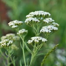 Attēlu rezultāti vaicājumam “Achillea millefolium flower”