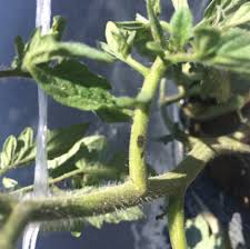 Attēlu rezultāti vaicājumam “Comatricha alta stalked”