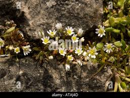 Attēlu rezultāti vaicājumam “Erophila verna fruit”