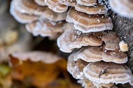 Attēlu rezultāti vaicājumam “Trametes ochracea”