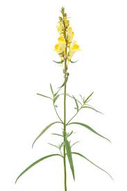 Attēlu rezultāti vaicājumam “Linaria vulgaris flower”