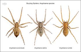 Attēlu rezultāti vaicājumam “Anyphaena accentuata”