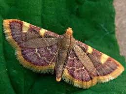 Attēlu rezultāti vaicājumam “Hypsopygia costalis”