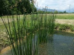 Attēlu rezultāti vaicājumam “Schoenoplectus lacustris subsp. glaucus fruit”