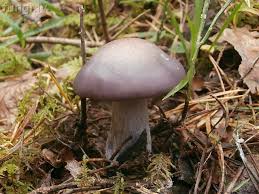 Attēlu rezultāti vaicājumam “Lepista nuda”