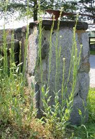 Attēlu rezultāti vaicājumam “Arabis glabra”