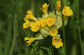 Attēlu rezultāti vaicājumam “Primula veris leaf”
