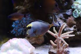 Image result for Naso lituratus