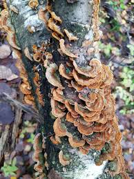 Attēlu rezultāti vaicājumam “Stereum hirsutum”