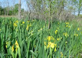 Attēlu rezultāti vaicājumam “Iris pseudacorus fruit”