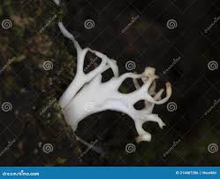 Attēlu rezultāti vaicājumam “Lentaria epichnoa”