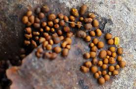 Attēlu rezultāti vaicājumam “Perichaena corticalis”