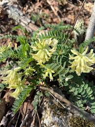 Attēlu rezultāti vaicājumam “Astragalus arenarius fruit”