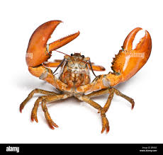 Image result for Homarus americanus