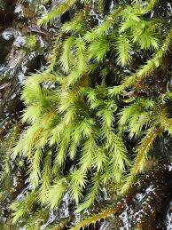 Attēlu rezultāti vaicājumam “Drepanocladus lycopodioides”