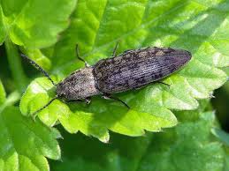 Attēlu rezultāti vaicājumam “Actenicerus sjaelandicus”