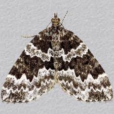 Attēlu rezultāti vaicājumam “Electrophaes corylata”