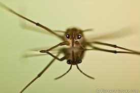 Attēlu rezultāti vaicājumam “Gerridae imago”