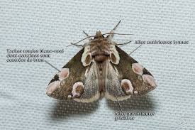 Attēlu rezultāti vaicājumam “Thyatira batis imago”