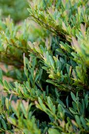 Attēlu rezultāti vaicājumam “Diderma cinereum sessile”